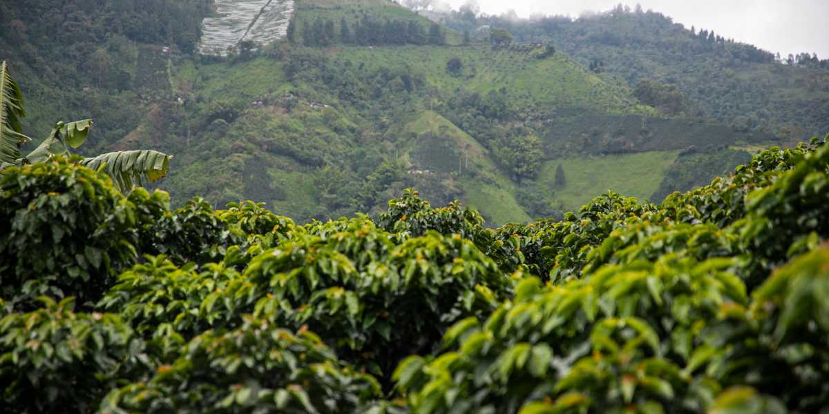 Sustentabilidade no Cultivo de Café: Dicas para um Planteio Responsável